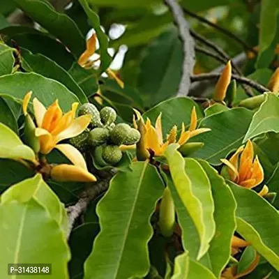 Natural Golden Champa Plant-thumb0