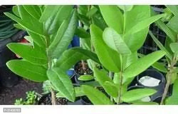 Natural White Sandalwood Plant-thumb0