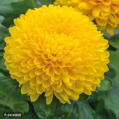 Chrysenthemum Plant