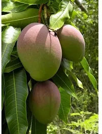 Natural Mango Plant-thumb1