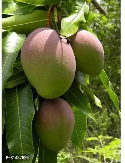 Natural Mango Plant-thumb2