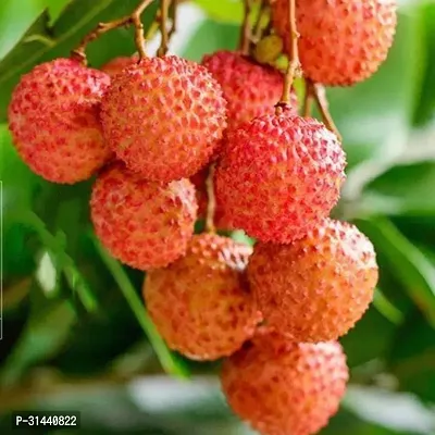 Natural Litchi Plant-thumb0