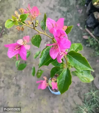 Bougainvillea Plant-thumb3