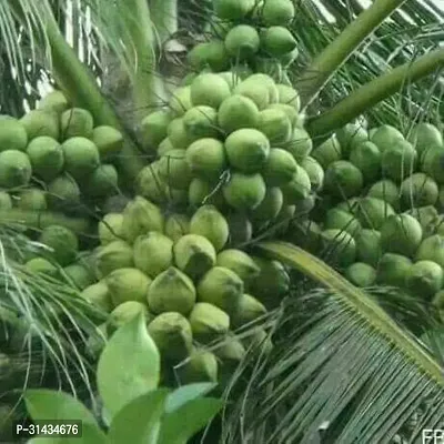 Natural Coconut Plant-thumb3