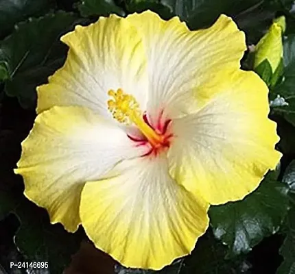 Hibiscus Plant