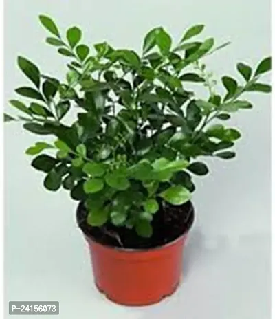 Madhu Kamini Plant-thumb0