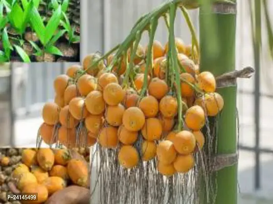 Betel Nut/Supari Plant