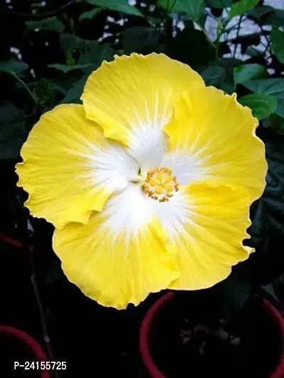 Hibiscus Plant