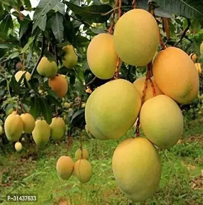 Natural Mango Plant-thumb4