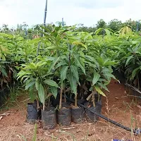 Natural Mango Plant-thumb3