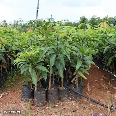 Natural Mango Plant-thumb4