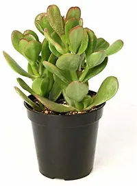 Natural Crassula Bonsai Plant-thumb3