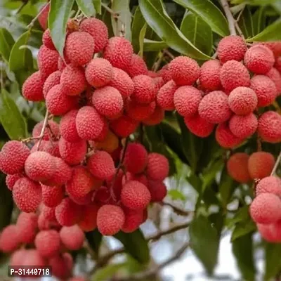 Natural Litchi Plant-thumb0