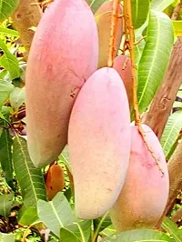 Natural Mango Plant-thumb1