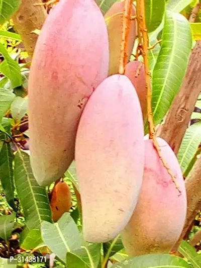 Natural Mango Plant-thumb2