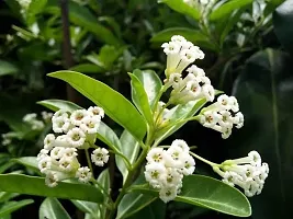 Natural Jasmine Plant-thumb1