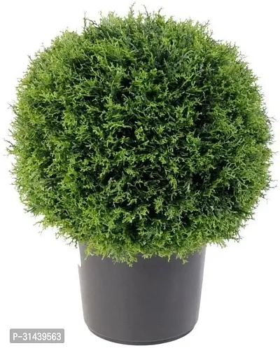 Natural Platycladus/Morpankhi Plant With Pot-thumb0