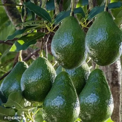 Natural Avocado Plant-thumb0