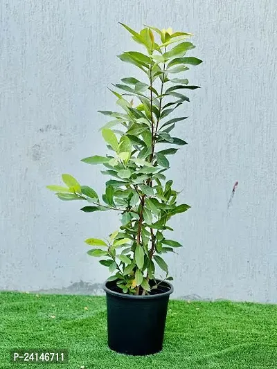 Jamun Plant