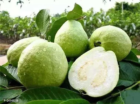 Guava Plant-thumb0