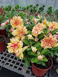 Natural Adenium Plant-thumb1