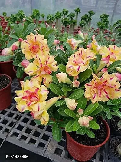 Natural Adenium Plant-thumb2