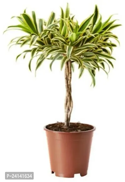 Ficus Plant