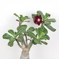 Natural Adenium Plant-thumb1