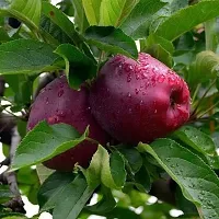 Apple Plant-thumb1