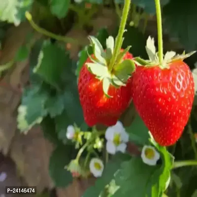 Strawberry Plant