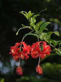 Natural Hibiscus Plant-thumb1