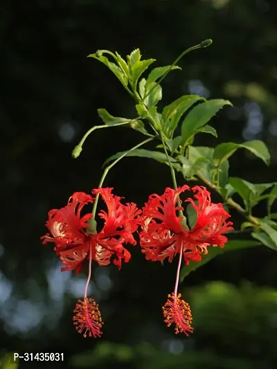 Natural Hibiscus Plant-thumb2