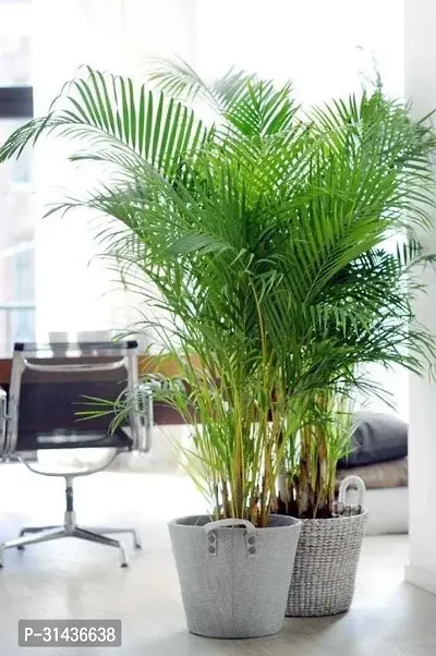 Natural Areca Palm Plant