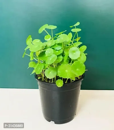 Natural Water Pennywort Plant