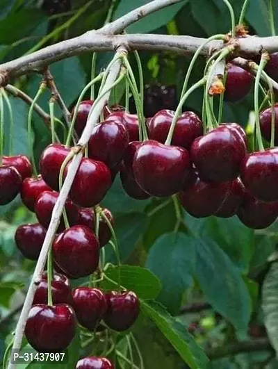 Natural Cherry Fruit Plant-thumb0