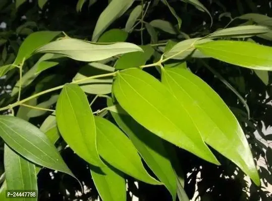 Natural Bay Leaf Plant-thumb2