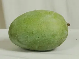 Natural Mango Plant-thumb2