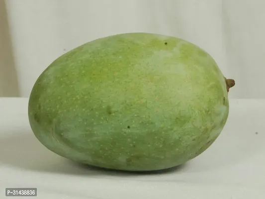 Natural Mango Plant-thumb3