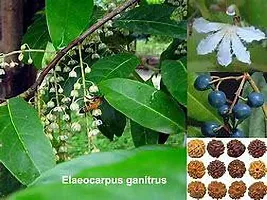 Natural Rudraksha Plant-thumb1