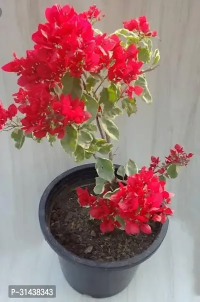 Natural Bougainvillea Plant-thumb0