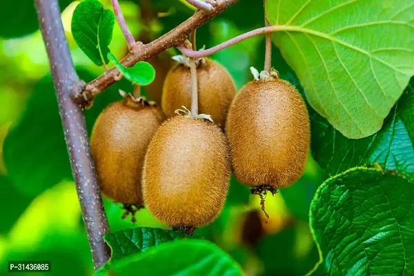 Natural Kiwi Plant