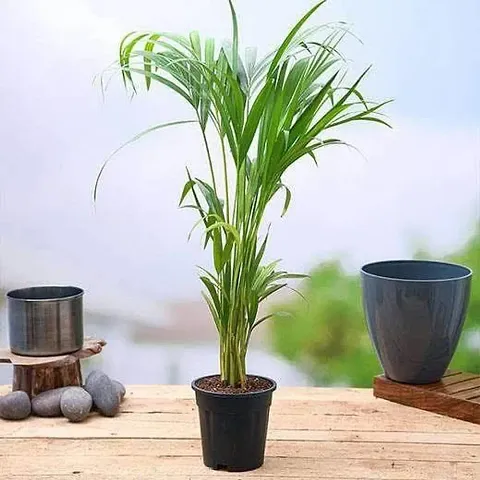 Hot Selling Plant & Planters 