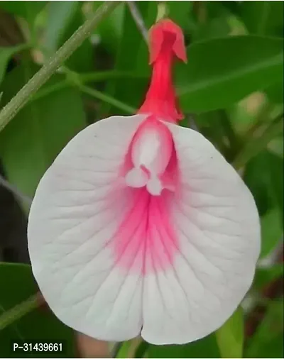 Natural Aparajita/ Butterfly Pea Plant-thumb0