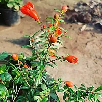 Natural Pomegranate Plant-thumb1