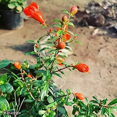 Natural Pomegranate Plant-thumb2