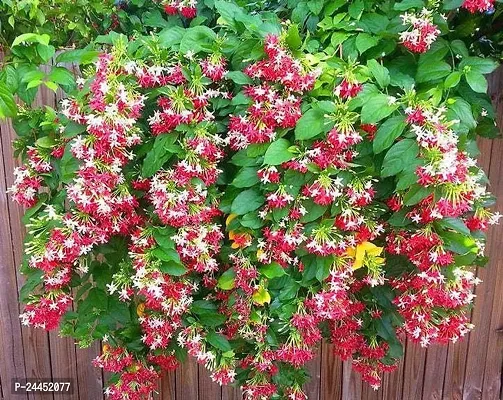 Natural Madhumalti - Rangoon Creeper-thumb0