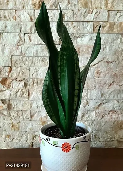 Natural Snake Plant-thumb0