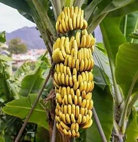 Natural Banana Plant-thumb2