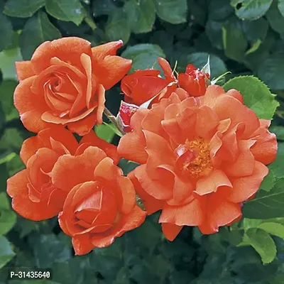 Natural Rose Plant