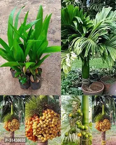 Natural Betel Nut/Supari Plant